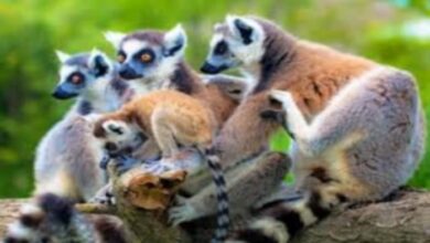 Suivez toutes les actualités de Madagascar en direct sur Malagasy News