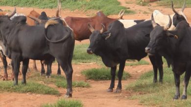 Suivez toutes les actualités de Madagascar en direct sur Malagasy News