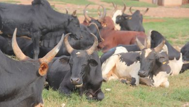 Suivez toutes les actualités de Madagascar en direct sur Malagasy News