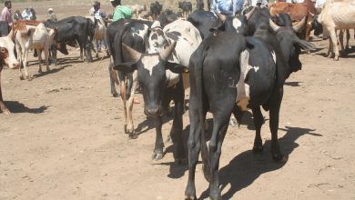 Suivez toutes les actualités de Madagascar en direct sur Malagasy News